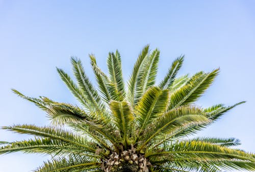 Free stock photo of palm