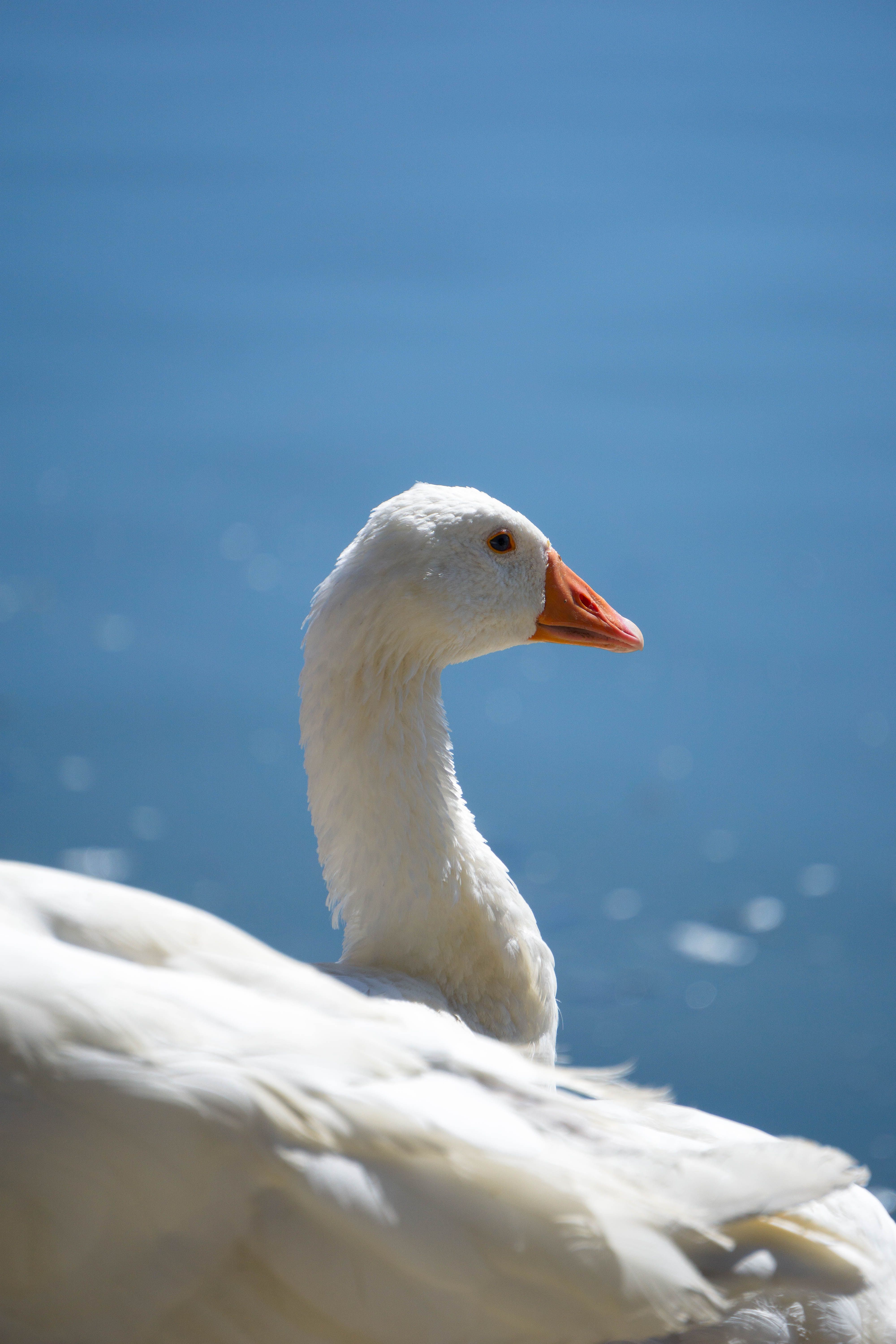 Close-Up of a White Goose by Gölbaşı Lake · Free Stock Photo