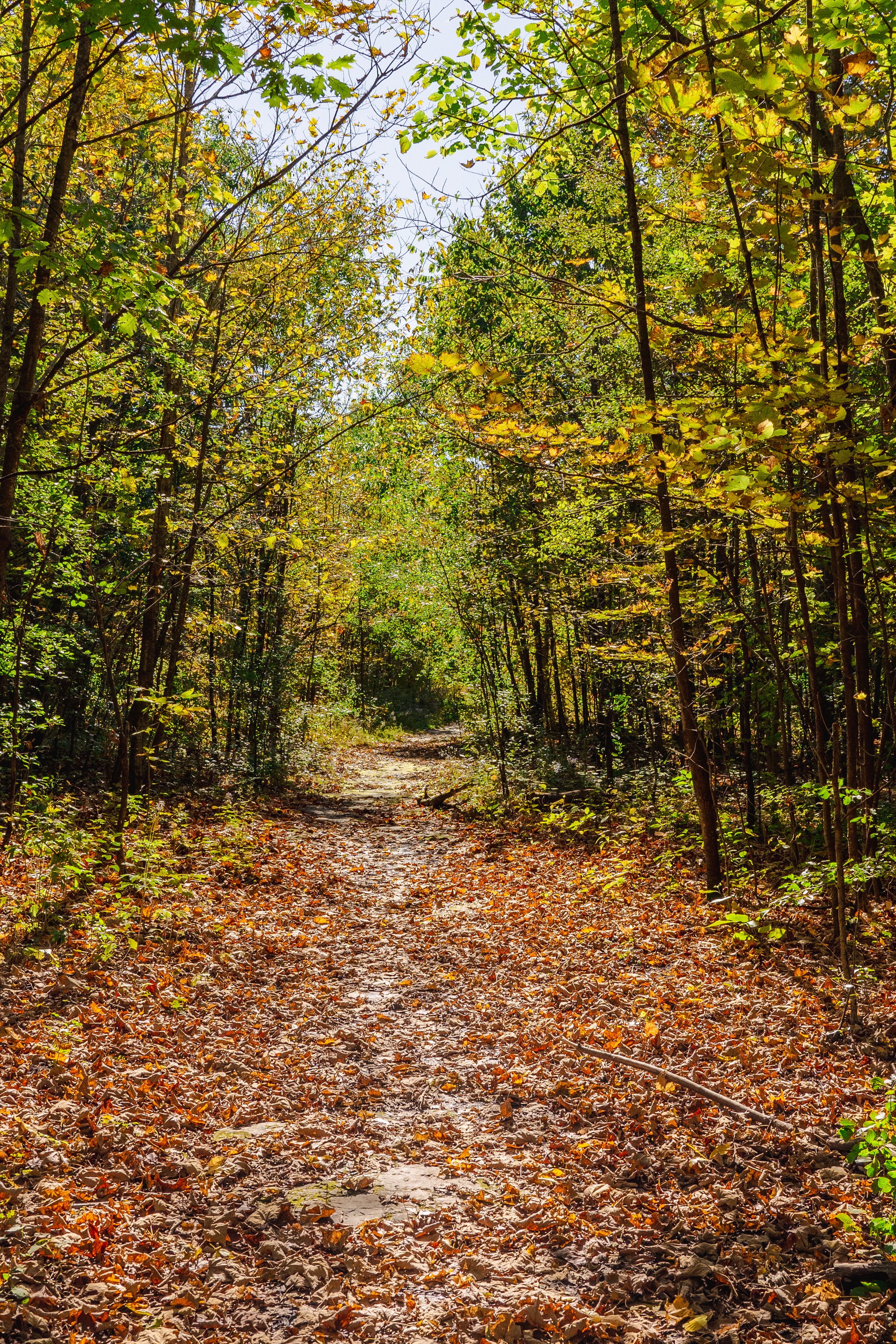 Scenic Autumn Woodland Path with Sunlit Leaves · Free Stock Photo