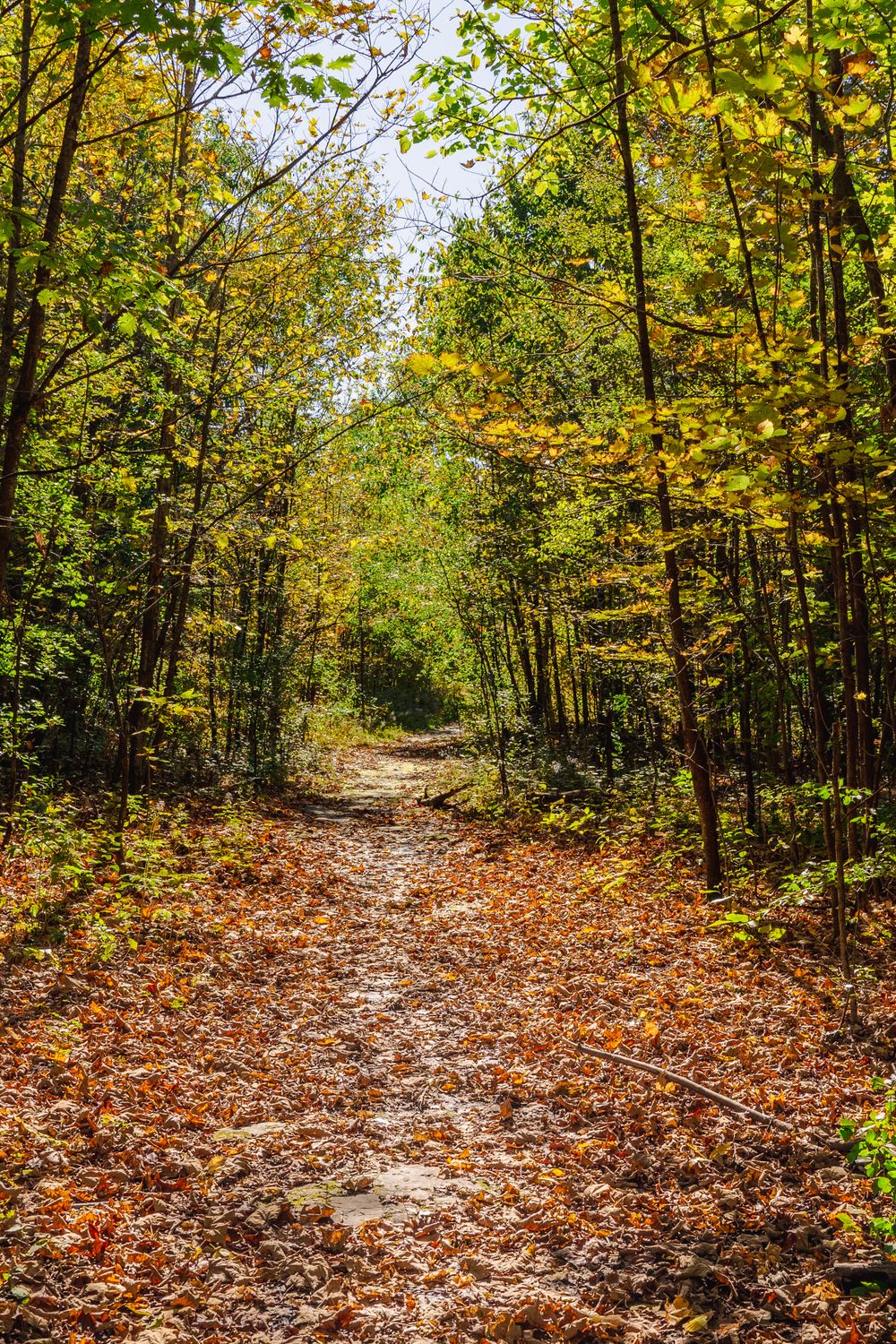 Woodlen Path Scenic Autumn Woodland Path with Sunlit Leaves · Free Stock Photo