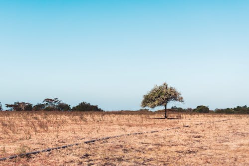 Brown Field