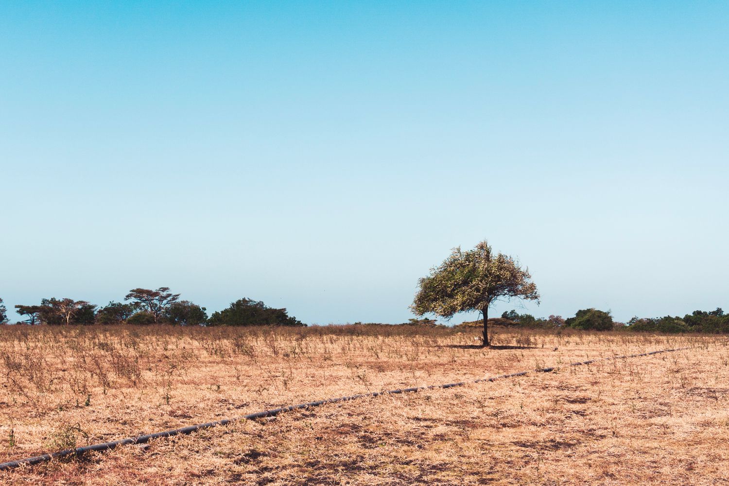 One Tree Photos, Download The BEST Free One Tree Stock Photos & HD Images
