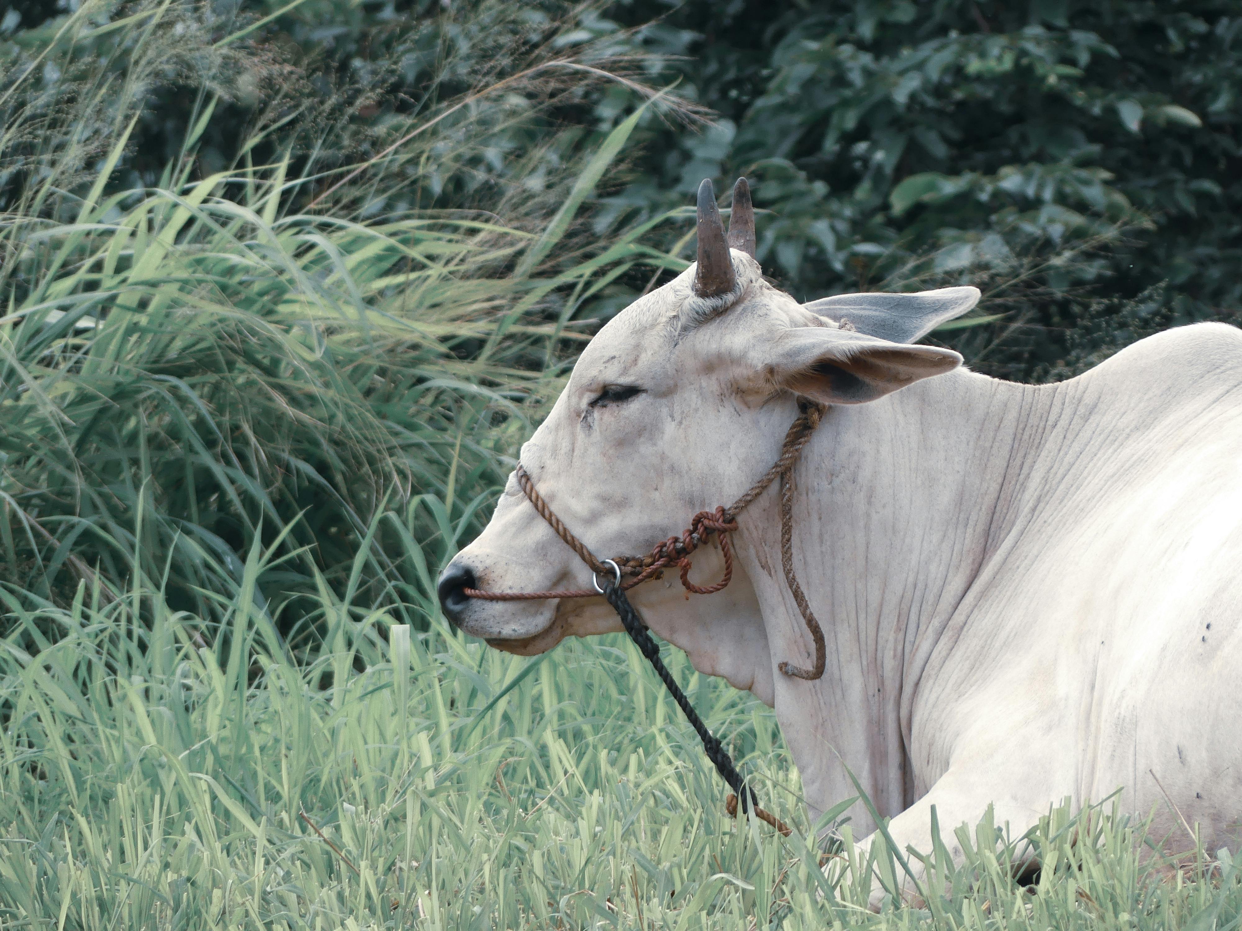 Gratuit Vache Blanche Dans Un Champ Verdoyant, Pililla, Philippines Photos