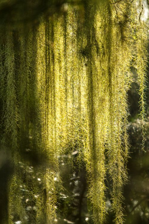 Free Close-up of sunlit Spanish moss hanging from trees, highlighting natural beauty. Stock Photo
