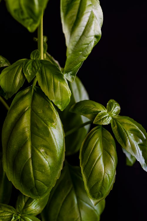 Fresh herbs from Green Haus
