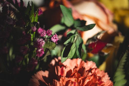 A close-up of colorful flowers in natural sunlight captures botanical beauty.