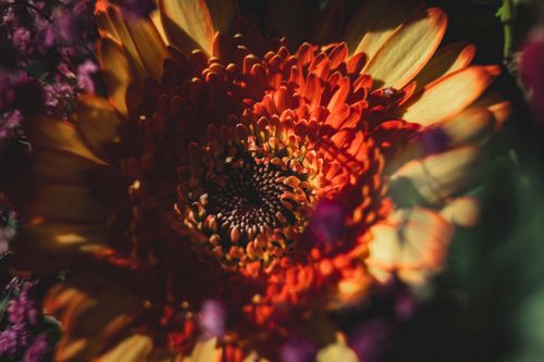 Free A detailed close-up of a vibrant orange Gerbera daisy surrounded by soft purple flowers. Stock Photo