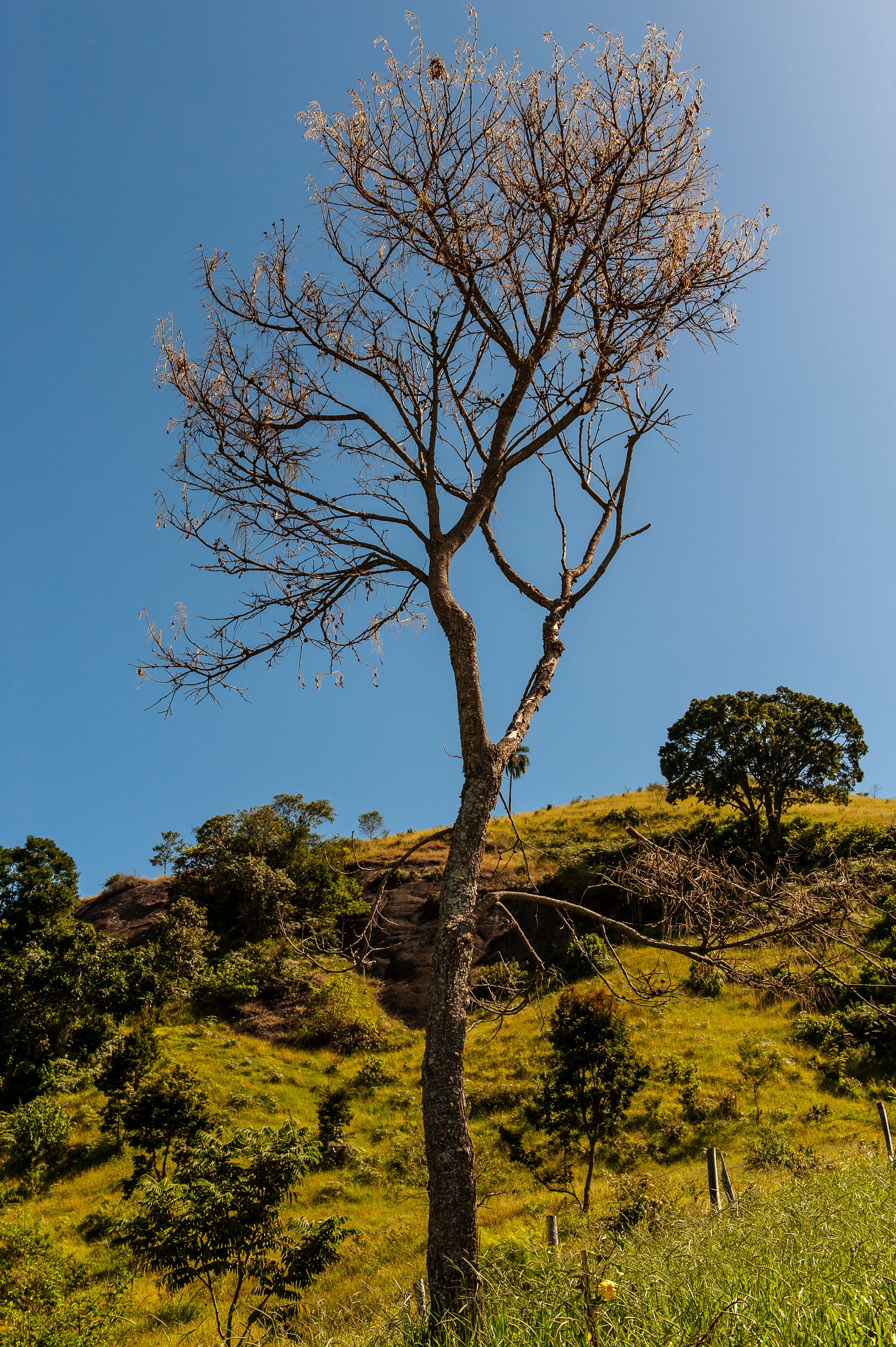Caduta di un albero causa una vittima a Caldas da Rainha