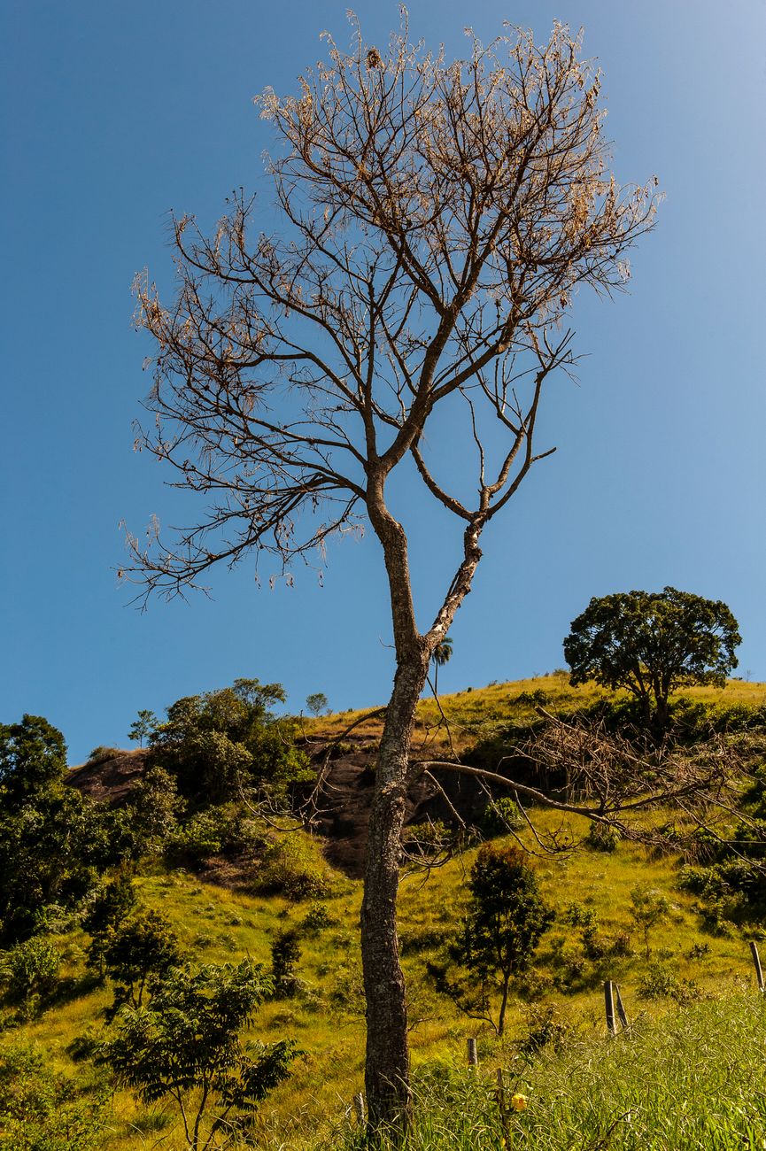 Caduta di un albero causa una vittima a Caldas da Rainha