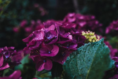 Free Close-up of a vibrant purple hydrangea flower in Buxtehude, Germany's garden setting. Stock Photo