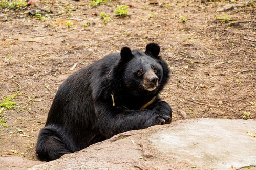 Free A serene black bear relaxing on the ground in a natural outdoor setting, showcasing wildlife beauty. Stock Photo