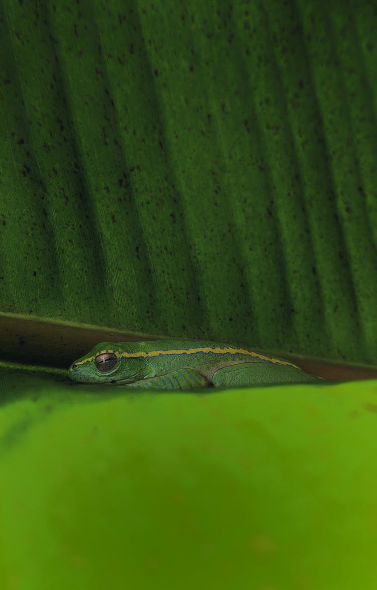 Green Gecko