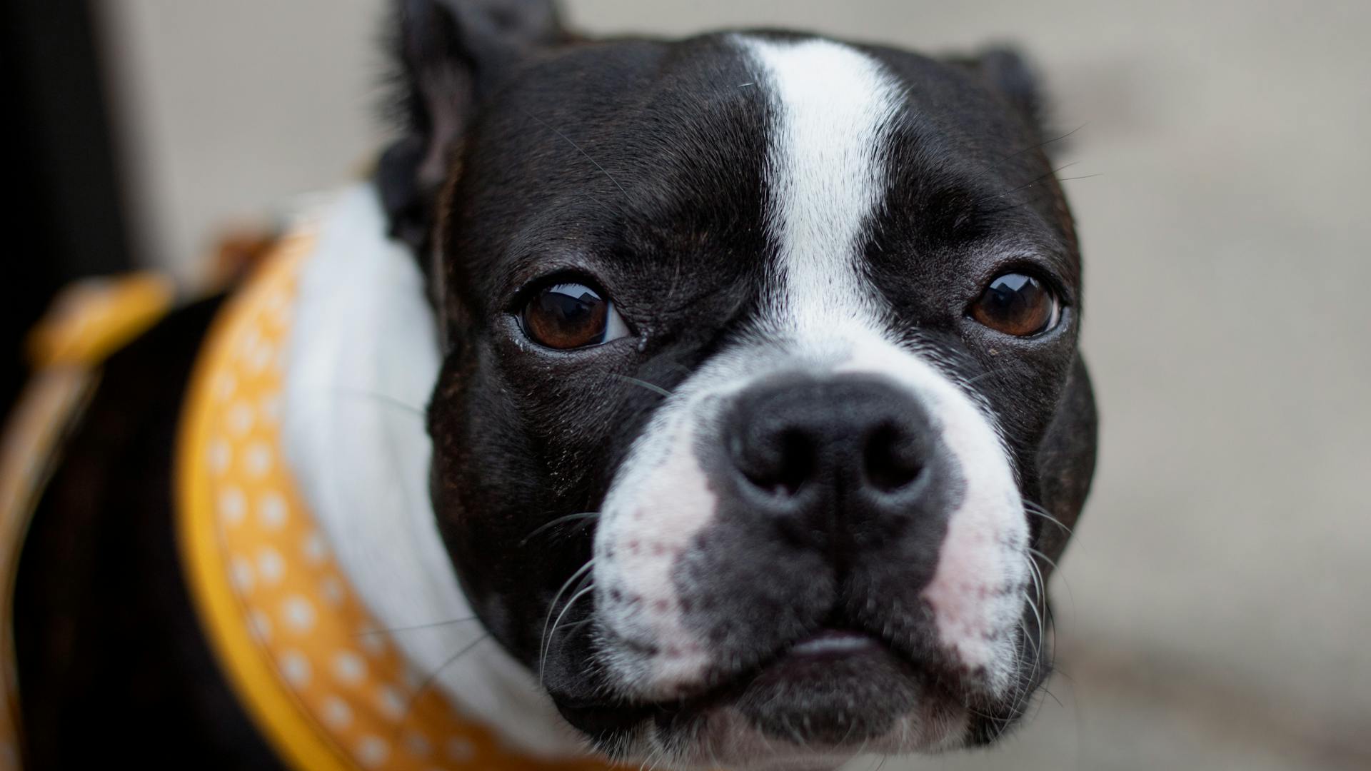 Boston terrier puppy