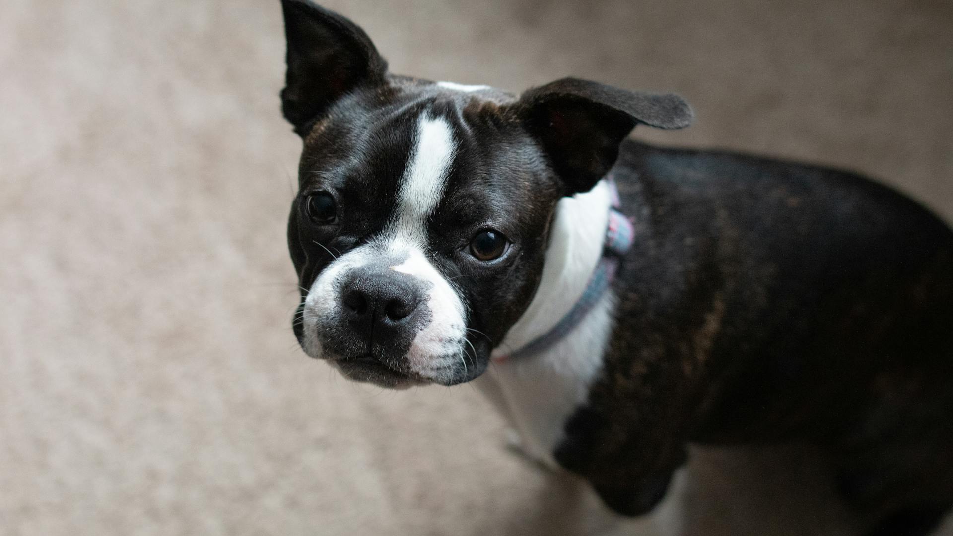 Boston terrier puppy