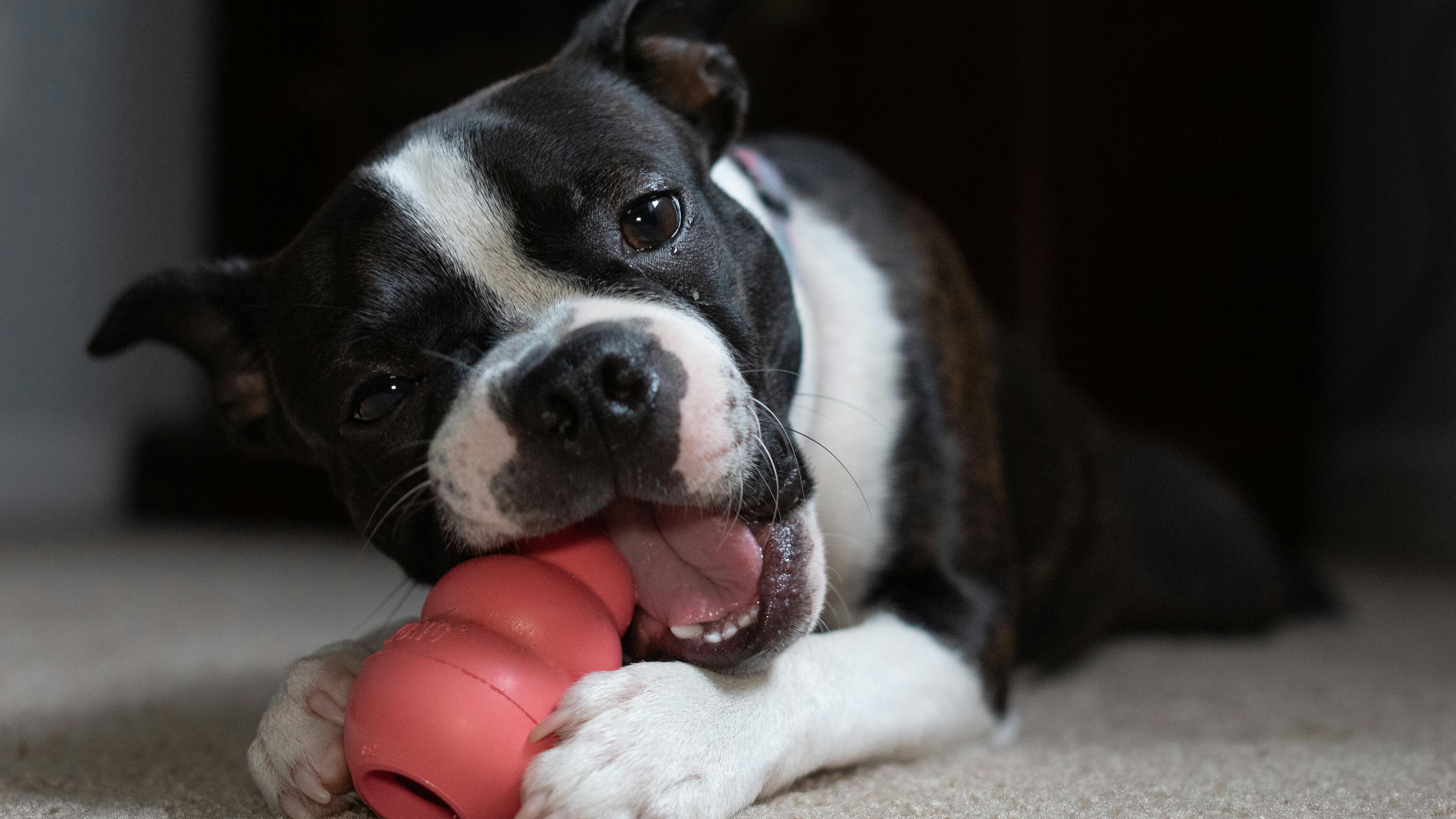 Boston terrier puppy