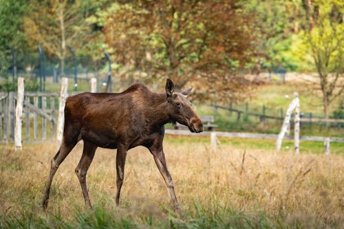 Free A graceful bull moose strolling through a serene wildlife park amidst vibrant autumn colors. Stock Photo