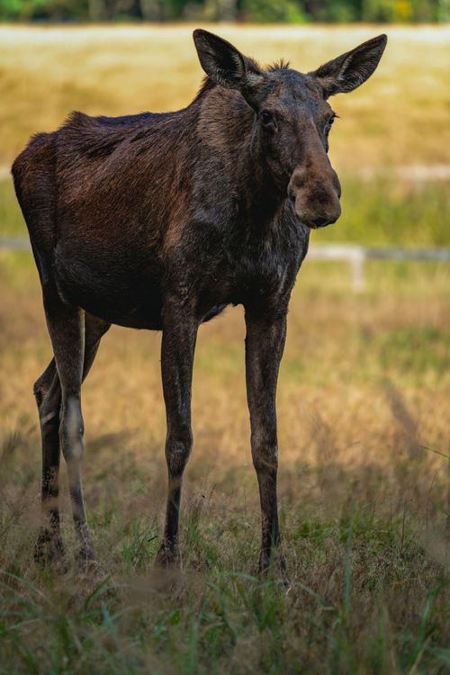 Free Close-up of a moose in a grassy field showcasing its natural habitat and beauty. Stock Photo