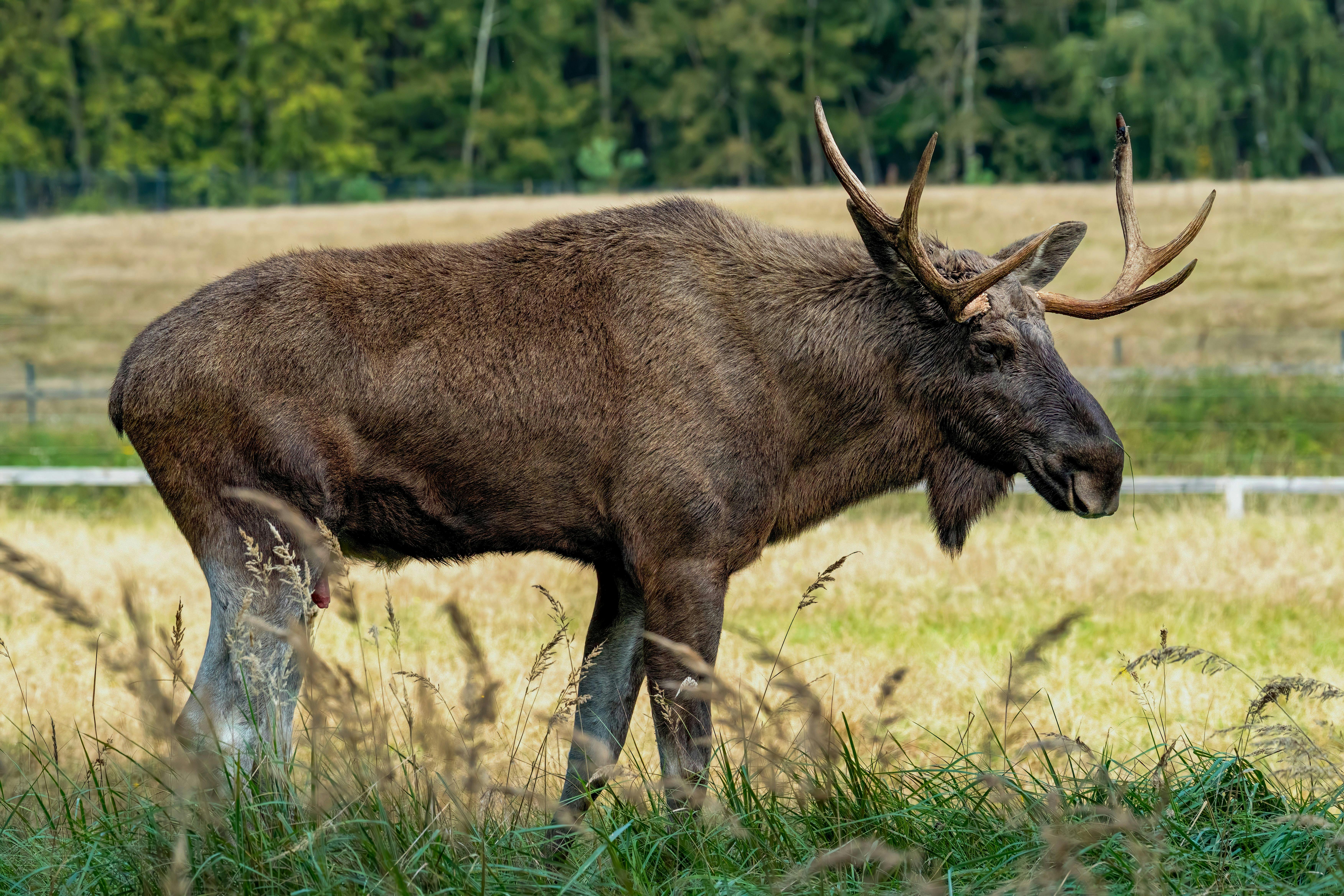 grátis Alce Touro Majestoso Pastando Em Um Prado Ensolarado Foto profissional