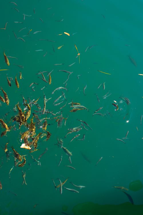 Free A vibrant school of fish swimming in clear turquoise waters, showcasing natural aquatic life. Stock Photo