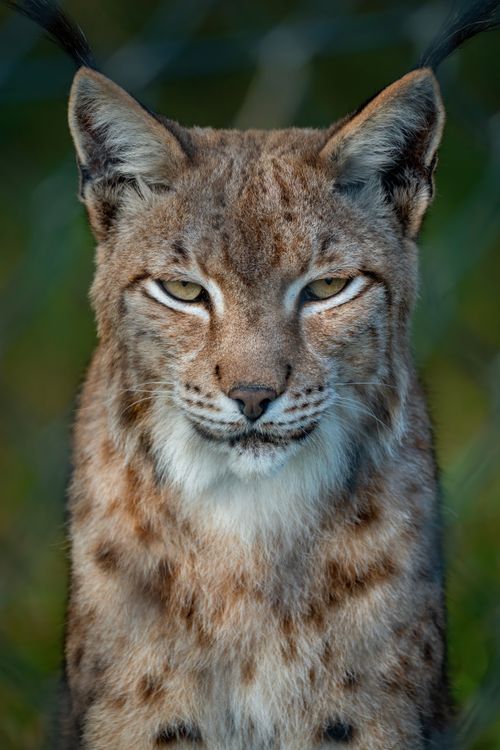 Free Close-up of a Eurasian lynx in its natural habitat, showcasing its stunning features and vigilant gaze. Stock Photo