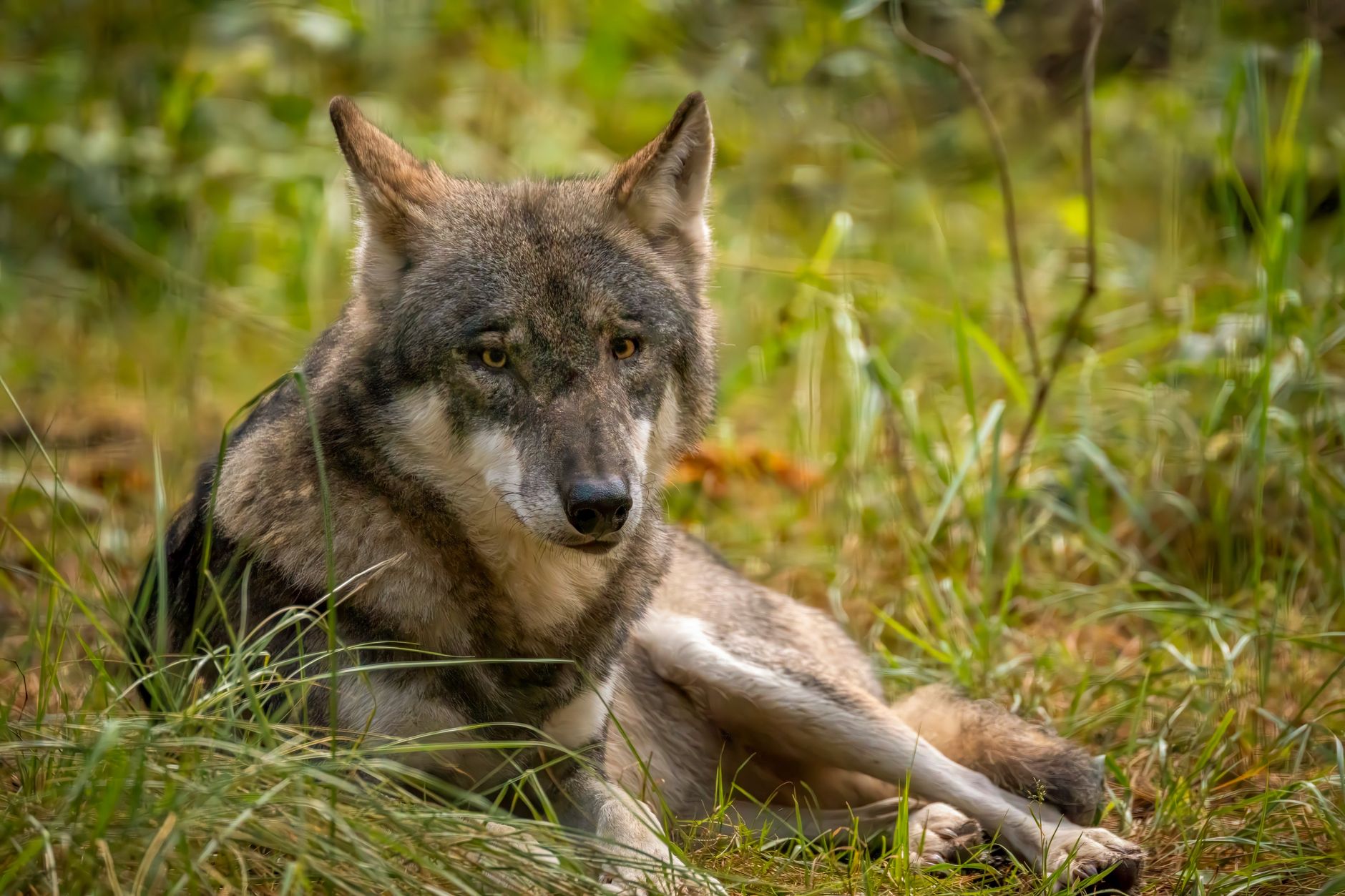 İspanya'da Sierra Morena dağlarında kurt