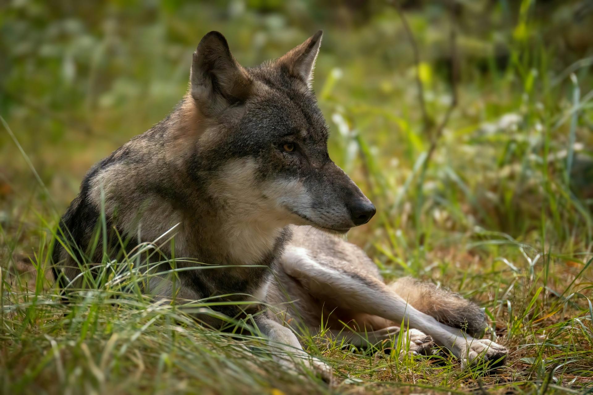 Calm Grey Wolf Resting in the Lush Forest