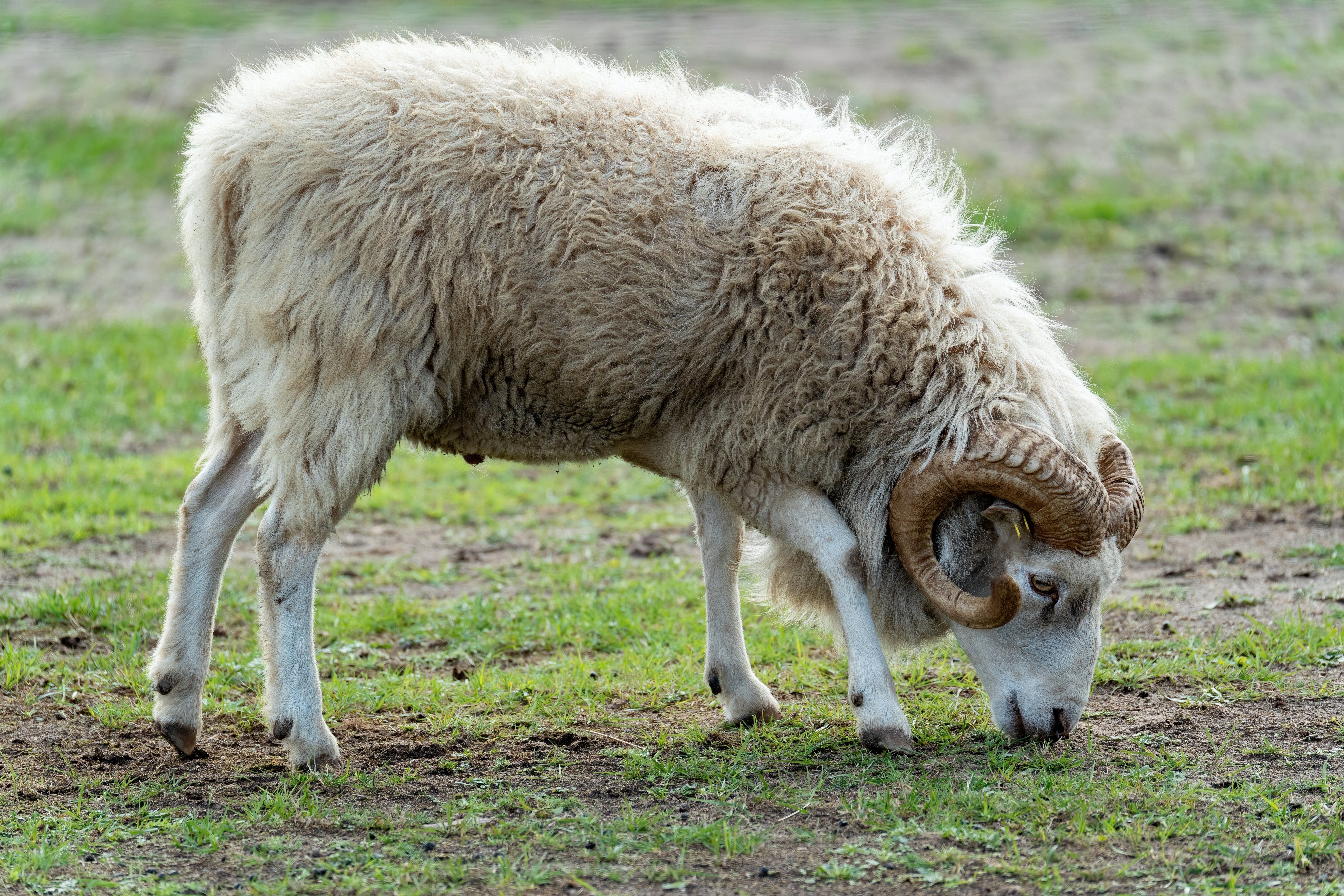 Meat; of sheep (including lamb), boneless cuts, frozen