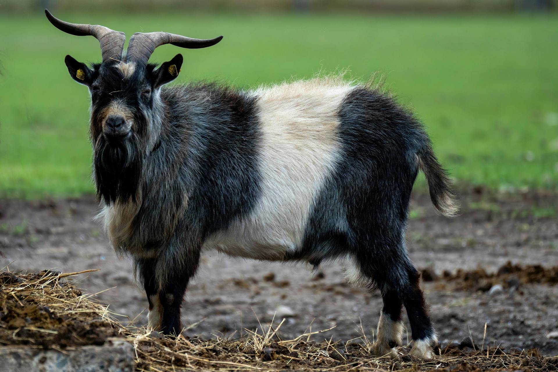 Majestic Billy Goat Standing on Farmland