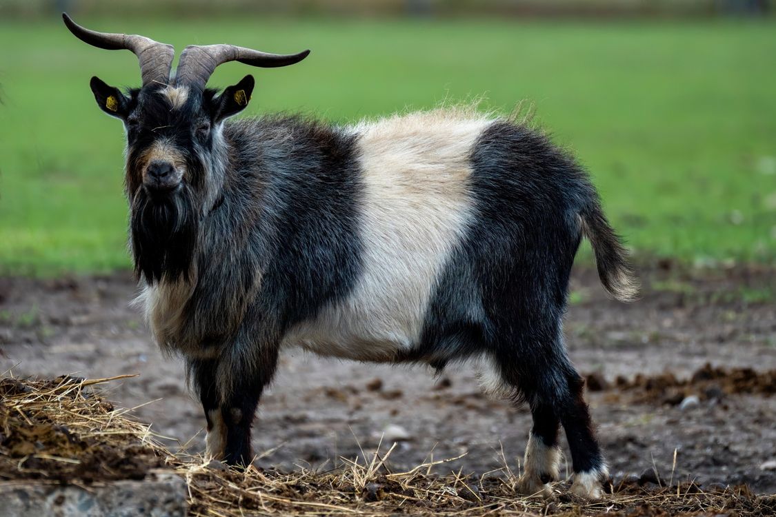 Billy Goat Rip Majestic Billy Goat Standing on Farmland · Free Stock Photo
