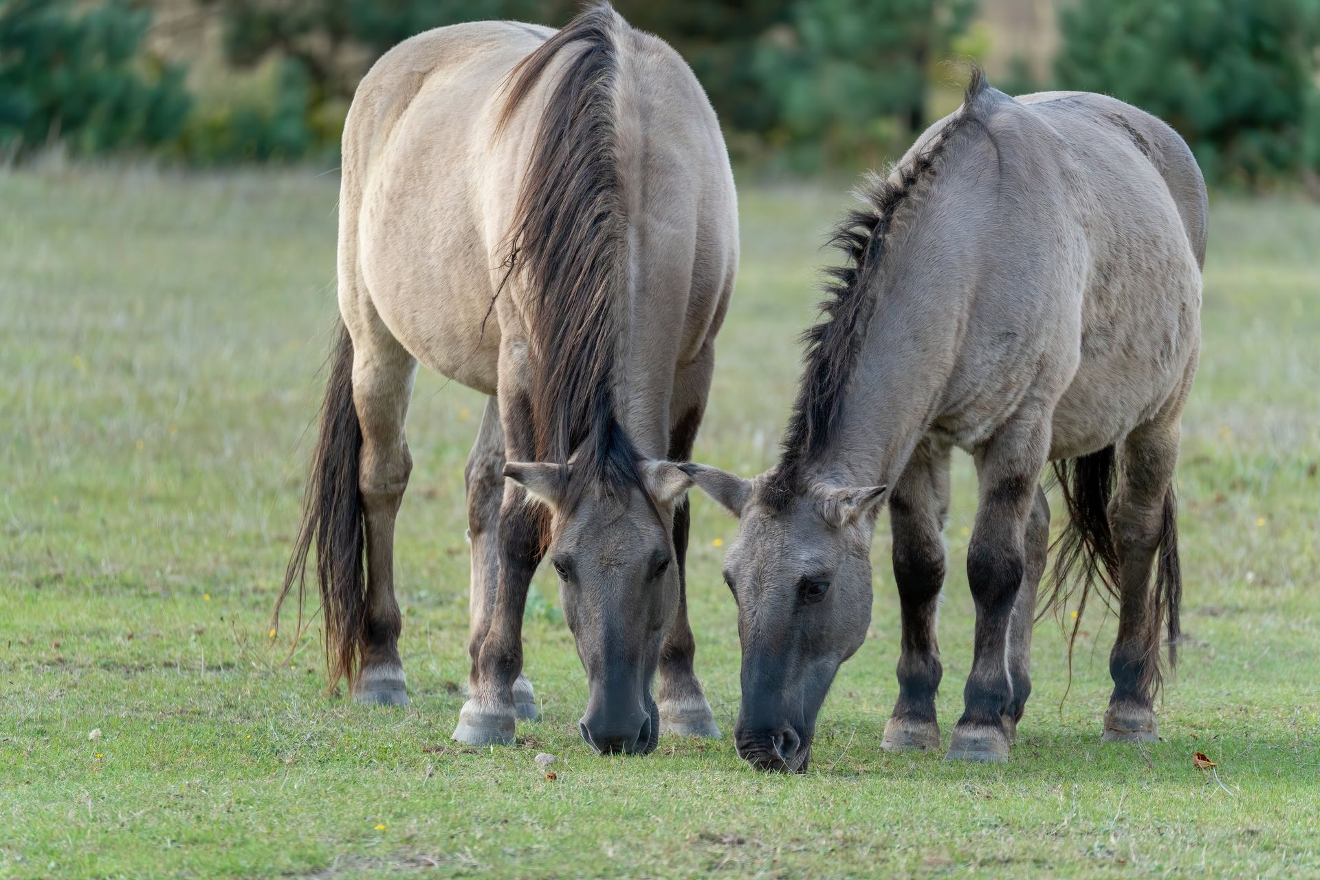 Grazing Horses in a Peaceful Pasture