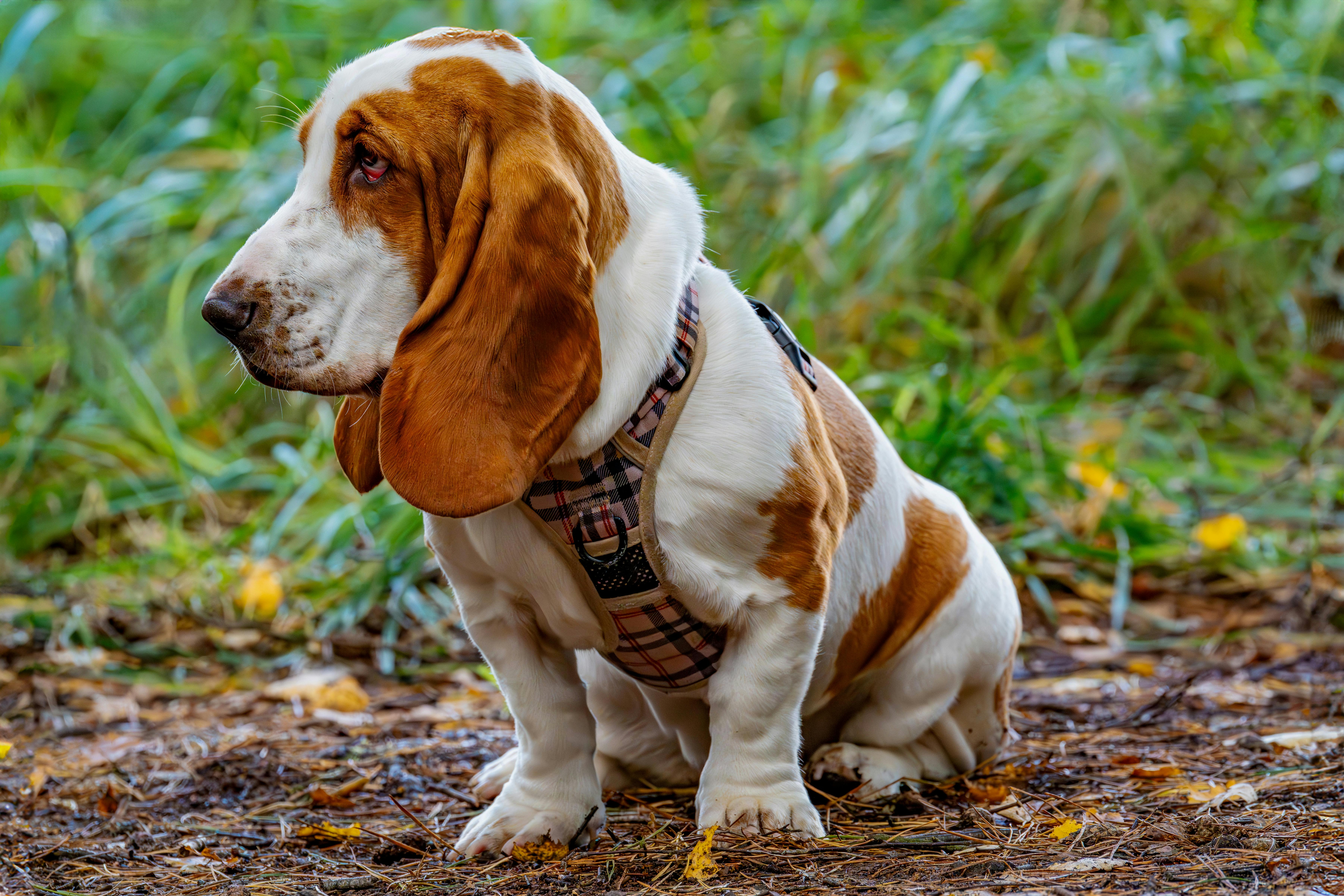 Adorable Basset Hound in Nature Outdoors