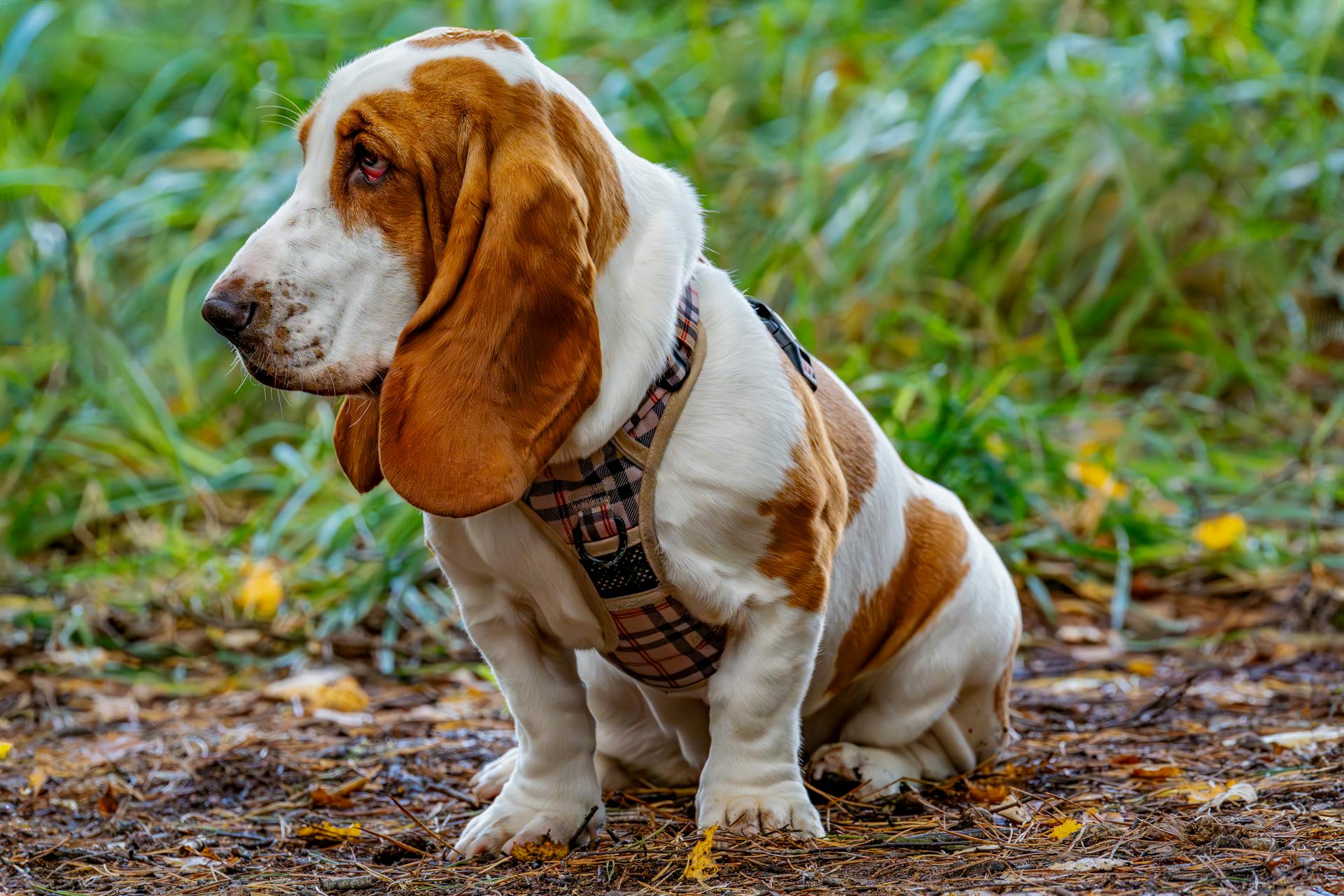 Schattige basshond in de natuur