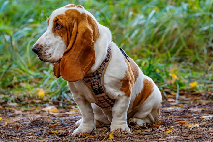 Adorable Basset Hound in Nature Outdoors