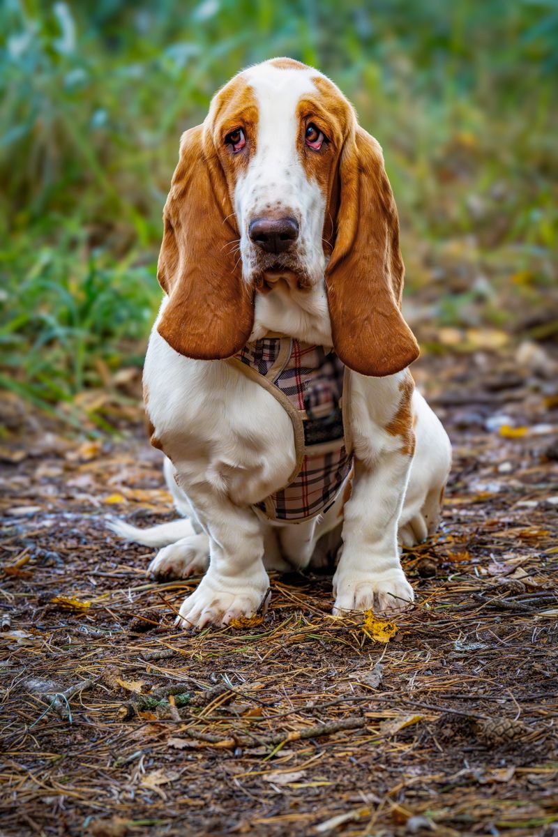 Dış mekanda sakince oturan bir Basset Hound