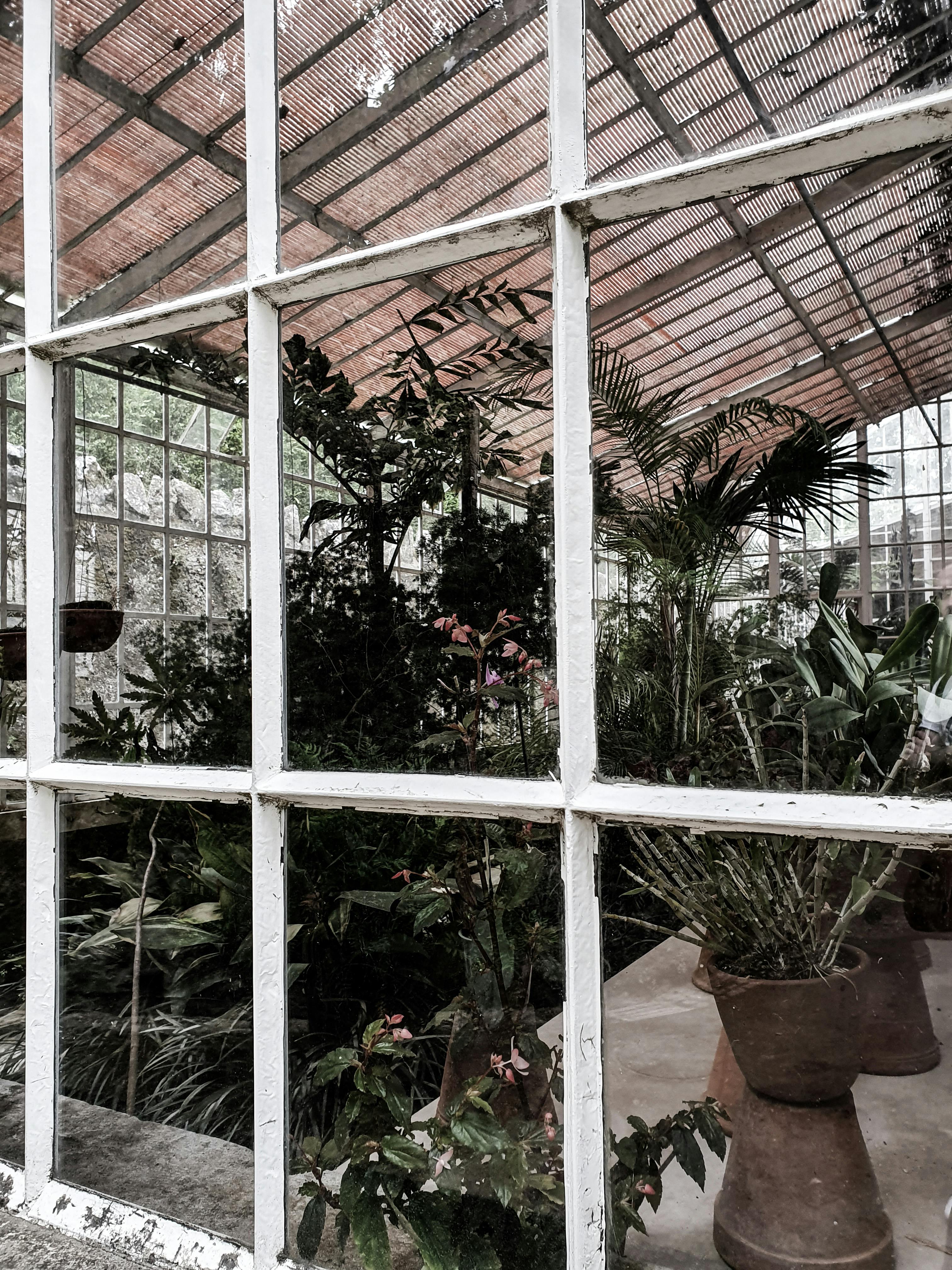 Free stock photo of botanic, botanic garden, botanical