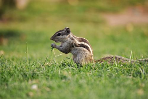 Free Close-up of an Indian palm squirrel eating grass on a sunny day. Stock Photo