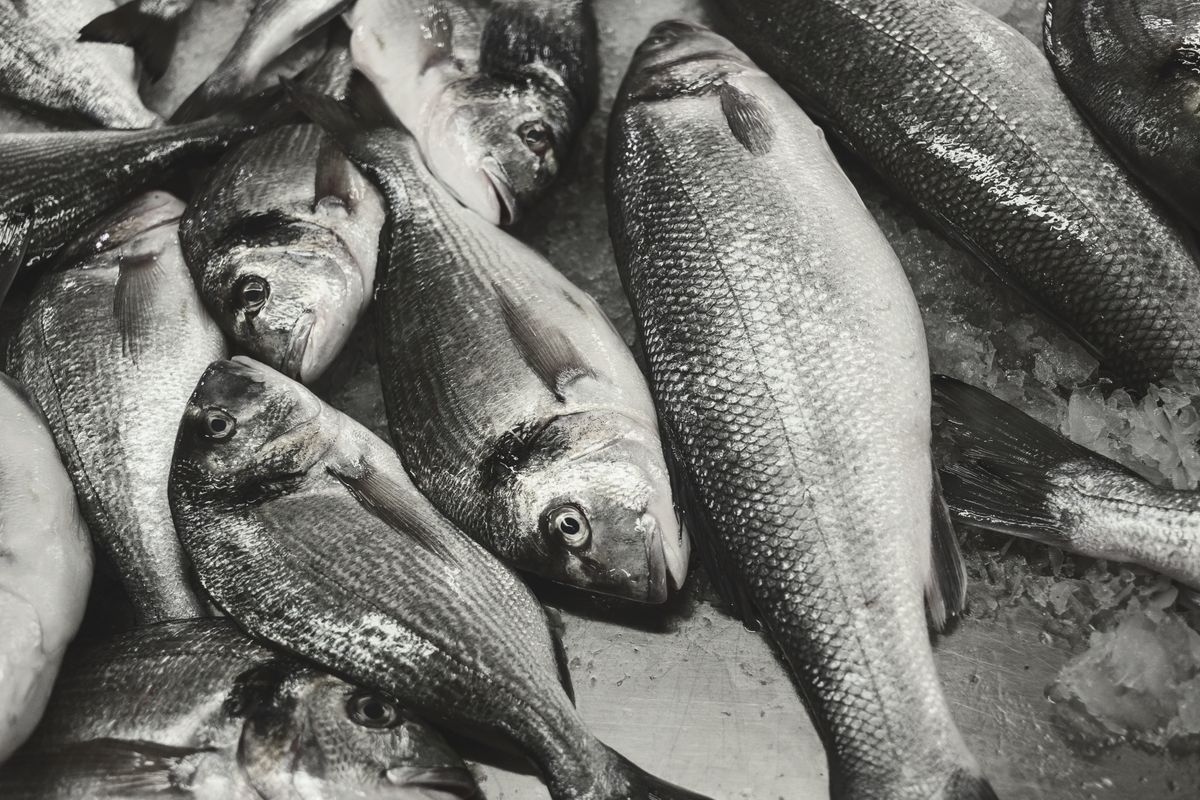 Mercure dans le poisson : lesquels éviter enceinte - Thon, mercure et grossesse : comment faire le bon choix