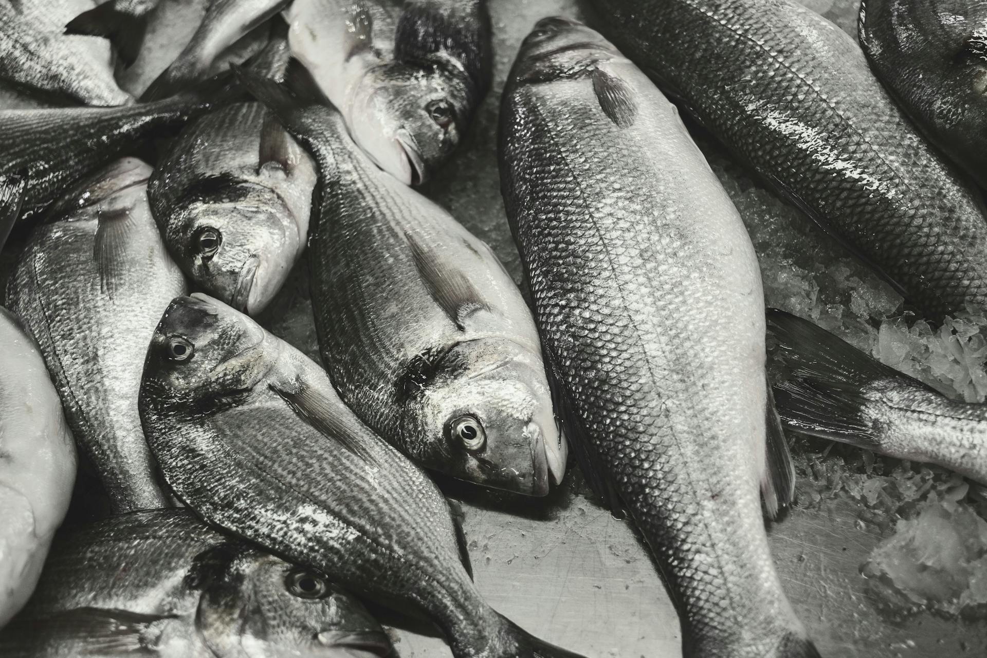 Fresh Gilt-Head Bream on Ice at Fish Stall