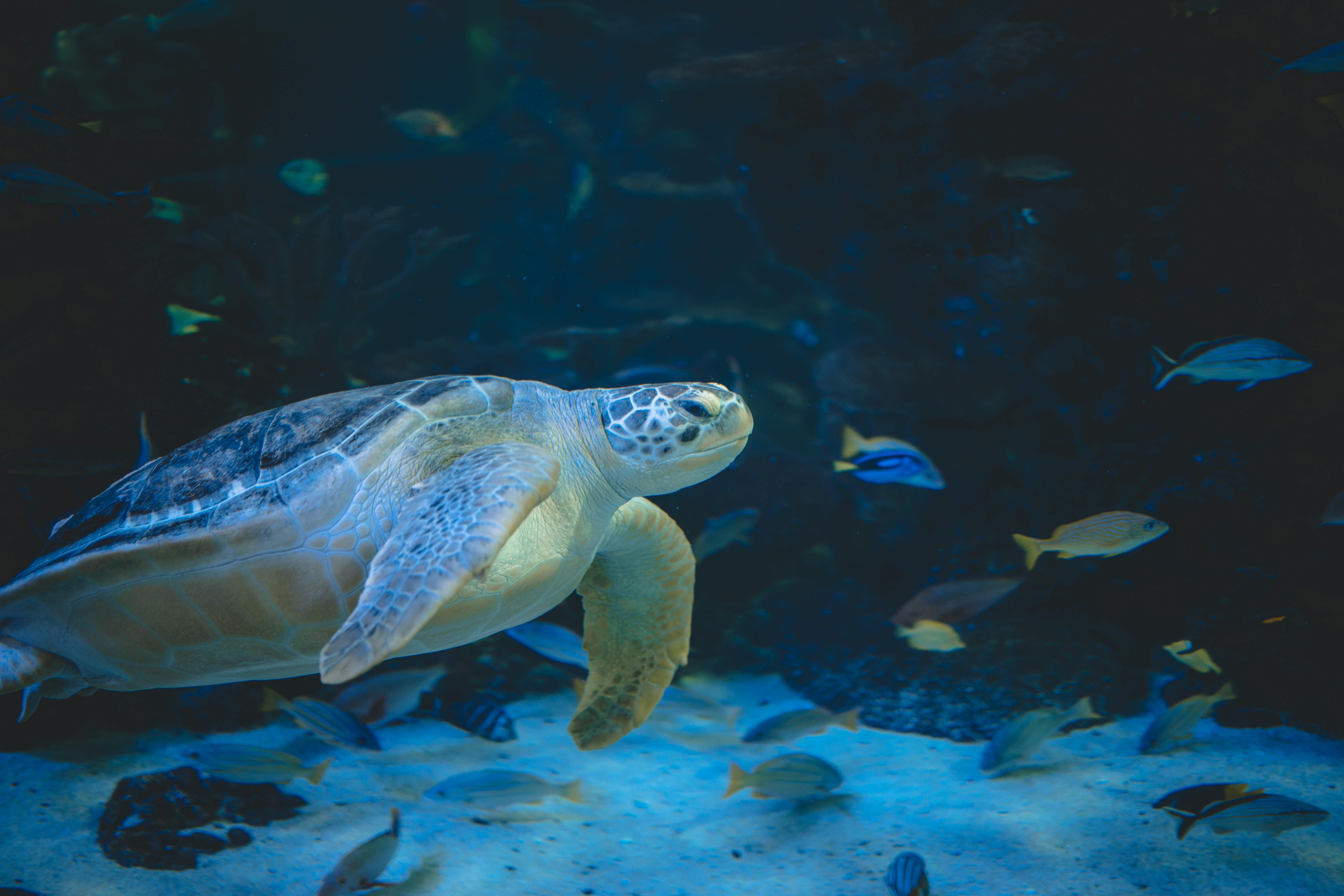 A graceful sea turtle glides in a tranquil underwater scene with various fish.