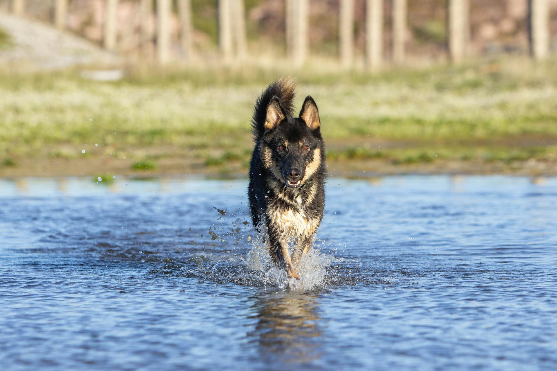 Energisk schäferhund som springer genom vattnet