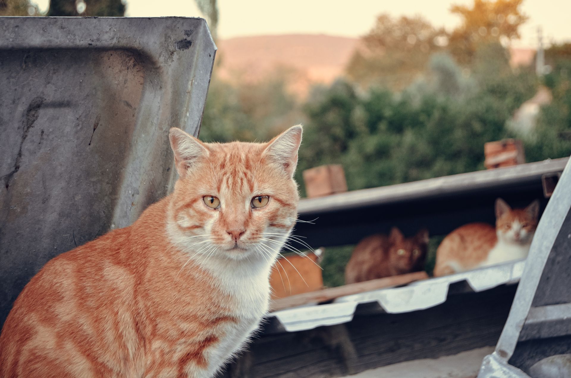 Ginger Cat Outside with Bin at Sunset