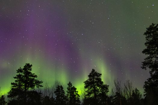 Vibrant aurora borealis illuminating a tranquil pine forest under the starry night sky.