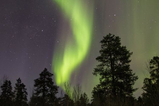 Stunning view of the Northern Lights dancing over a quiet forest nightscape.