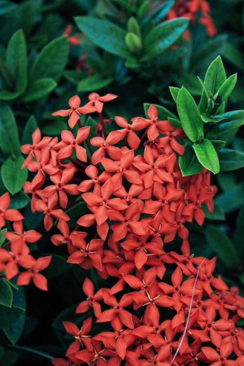 Free Red Ixora flowers blooming vibrantly against lush green leaves outdoors. Stock Photo