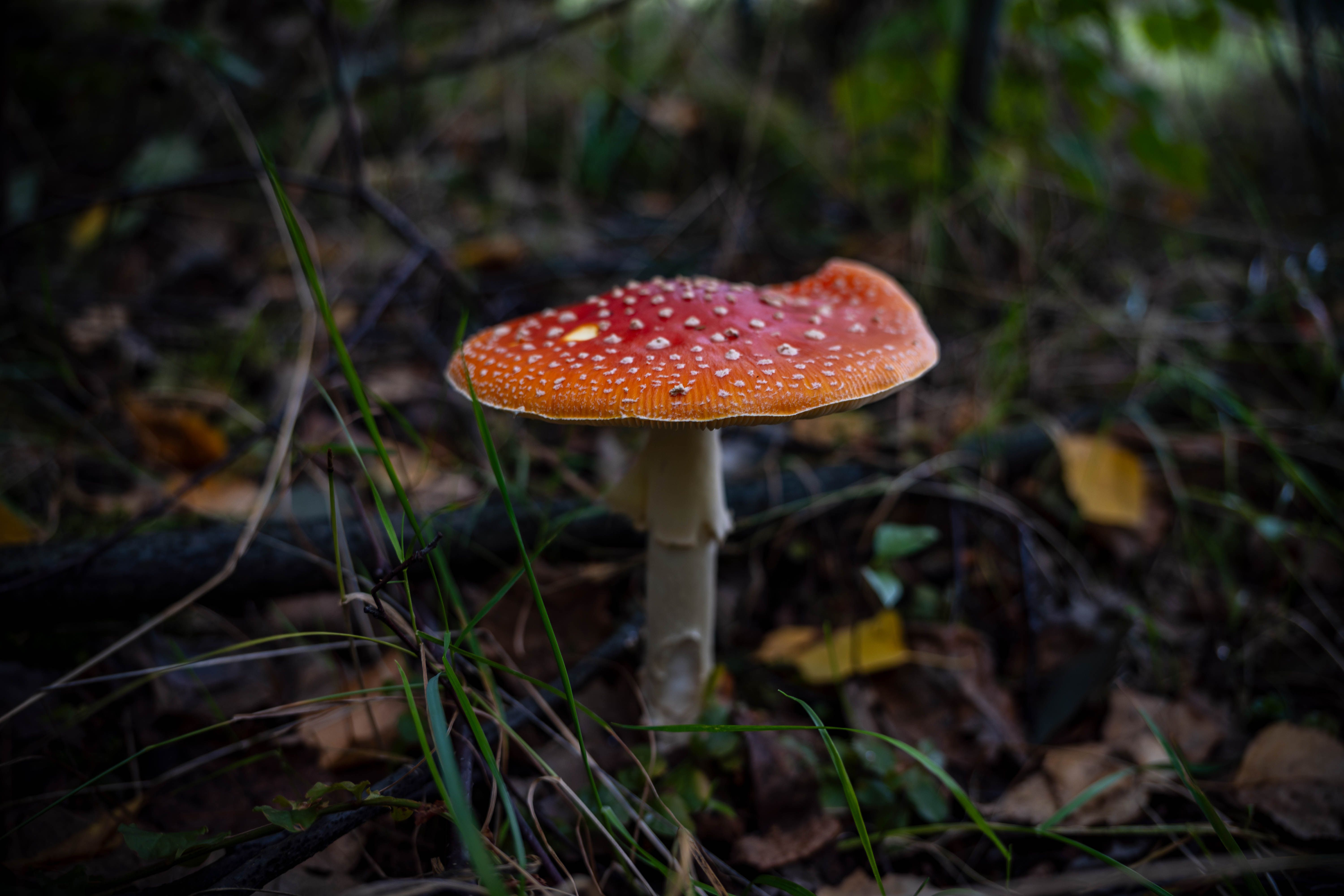 Red and White Fly Agaric Mushroom in the Forest · Free Stock Photo