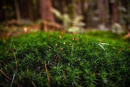 Close-up of vibrant green moss in Myślenice forest, capturing nature's tranquility.