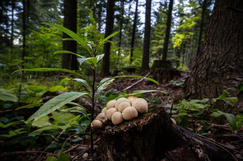 Free Mushrooms growing on tree stump in a dense Myślenice forest, Poland. Stock Photo