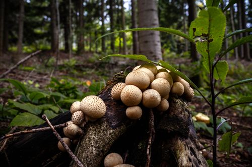 Free A cluster of mushrooms grows on a tree stump in a lush forest in Myślenice, Poland. Stock Photo