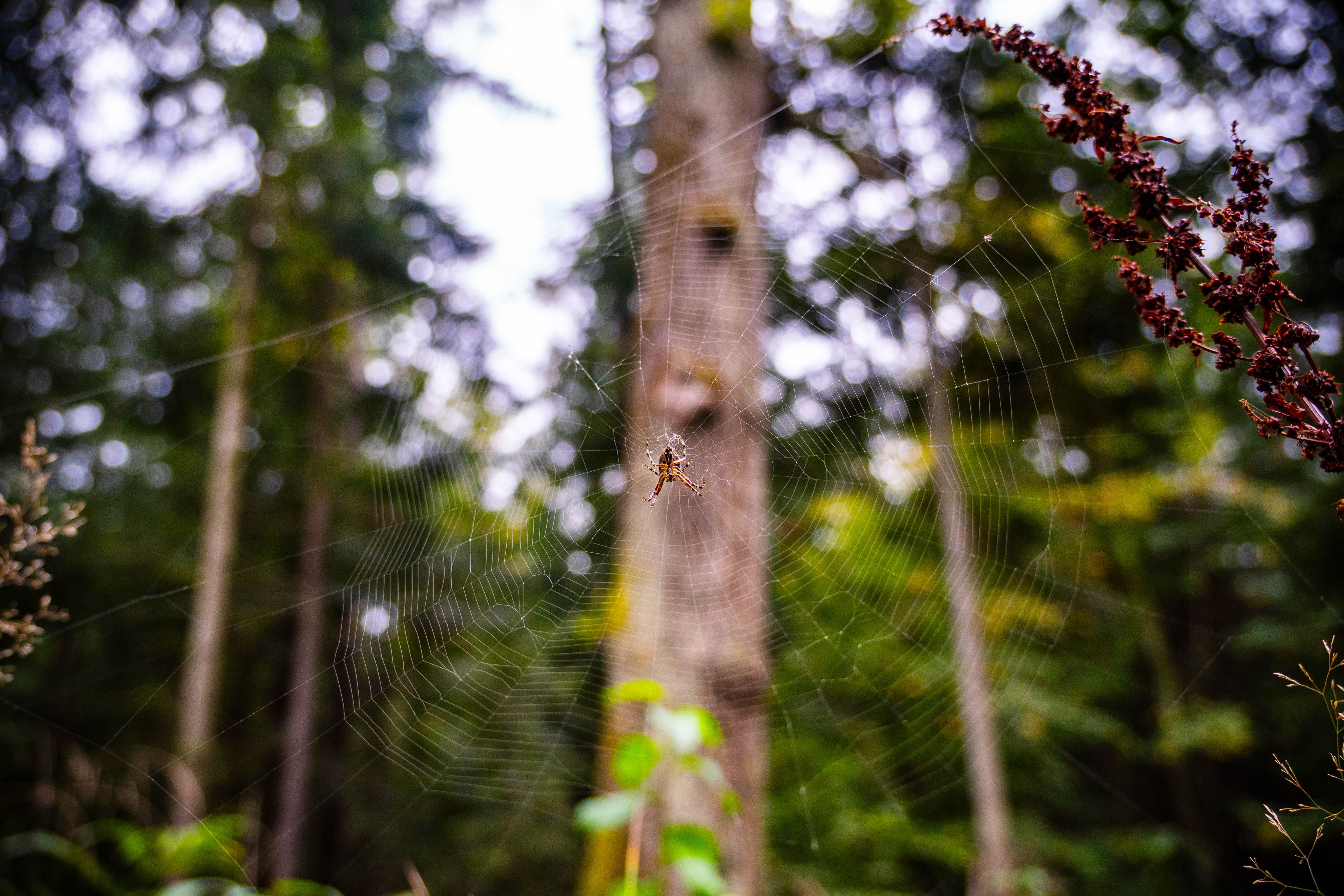 Spider Web in Myślenice Forest, Poland · Free Stock Photo