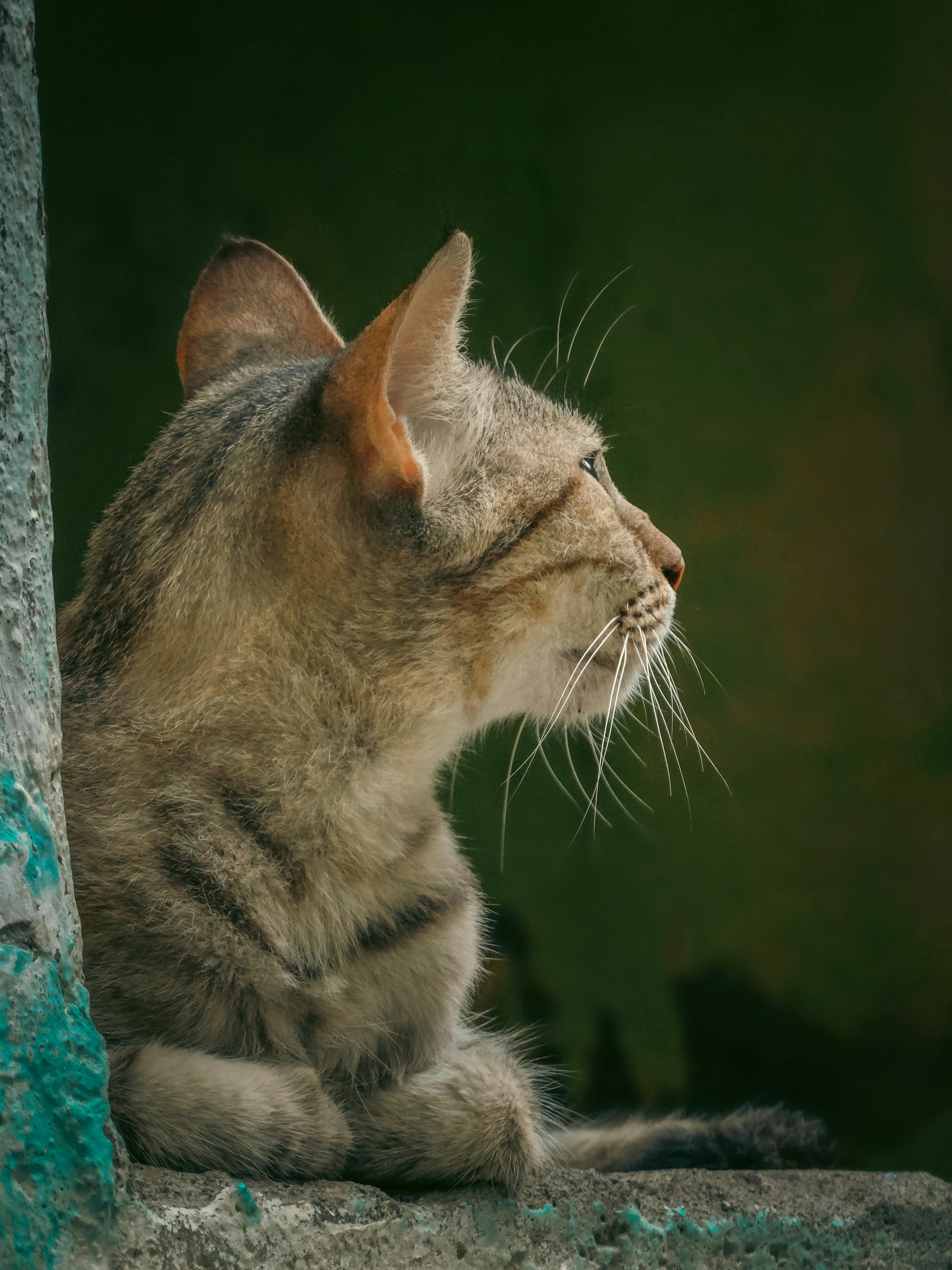A detailed profile of a tabby cat gazing outside, captured in Huejutla de Reyes, Mexico.